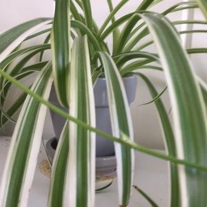 Meet your Posher, Jackson